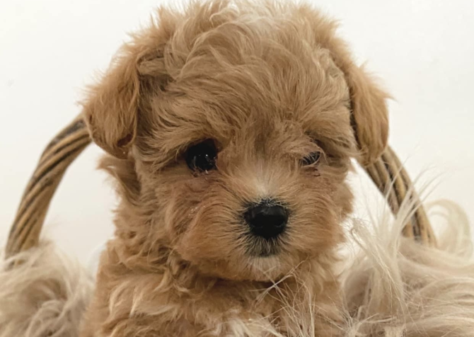 Maltipoo en güzel suratlı yavrularımız